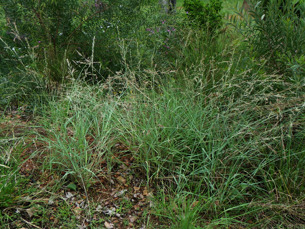 Eragrostis interrupta